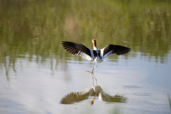 Avocet Gracefully Landing With Reflection