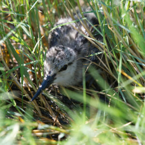 Baby Avocet In Grass