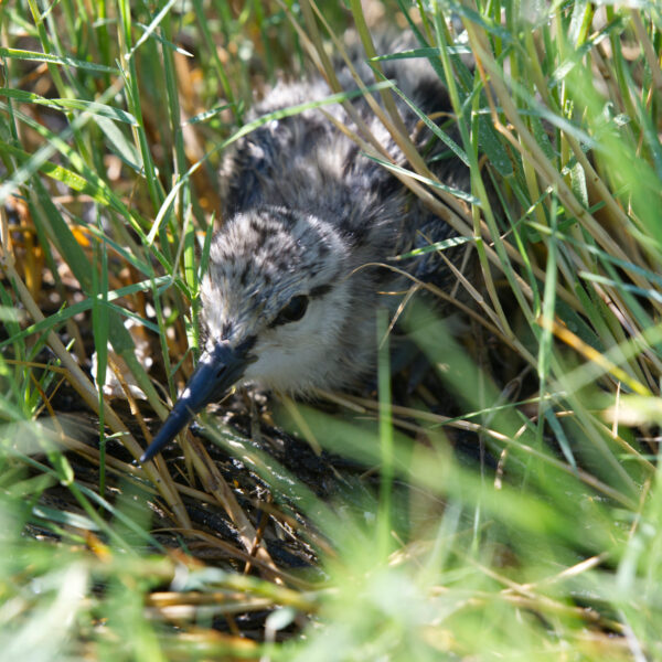 Baby Avocet In Grass