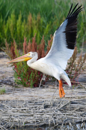 Flying Along the Shore American White Pelican