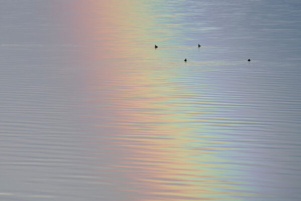 Reflected Rainbow on the Great Salt Lake With Ducks Landscape