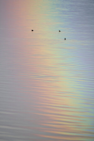 Reflected Rainbow on the Great Salt Lake With Ducks Portrait