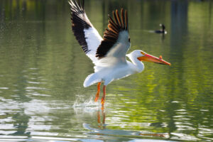 American White Pelican Pelecanus erythrorhynchos