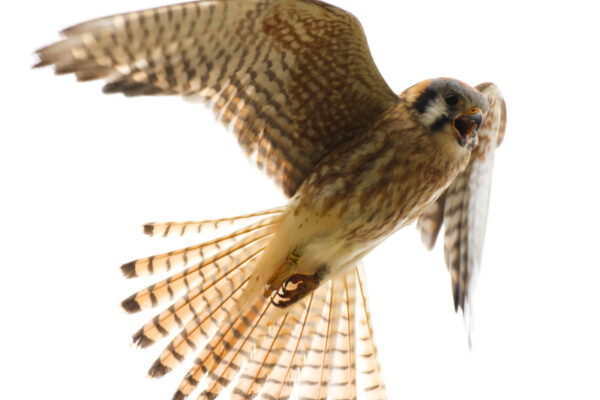 American Kestrel Hovering With Cloudy Sky