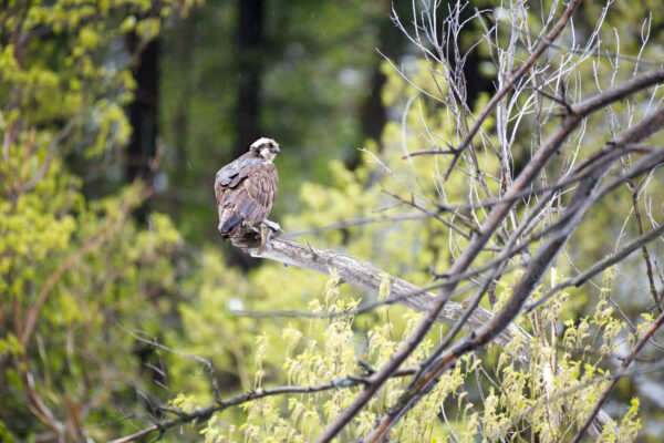 Fresh Catch Osprey