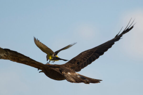 Golden Eagle Being Attacked by a Western Kingbird