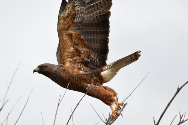 Launch Swainson's Hawk