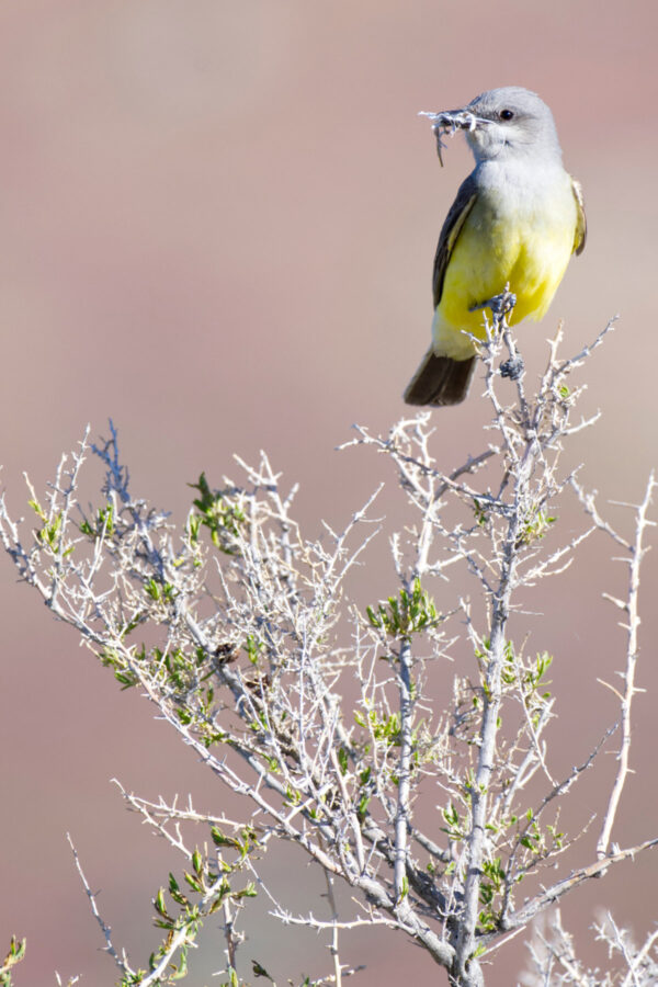 Western Kingbird on Brush With Nesting Material