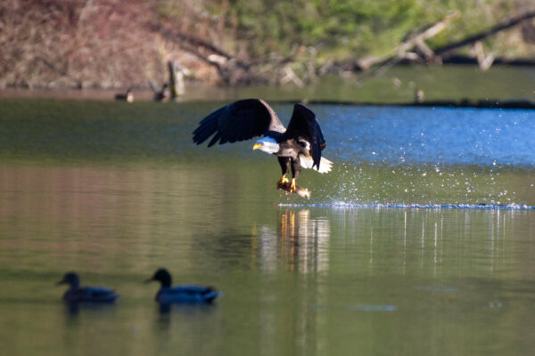 Bald Eagle Catching Fish