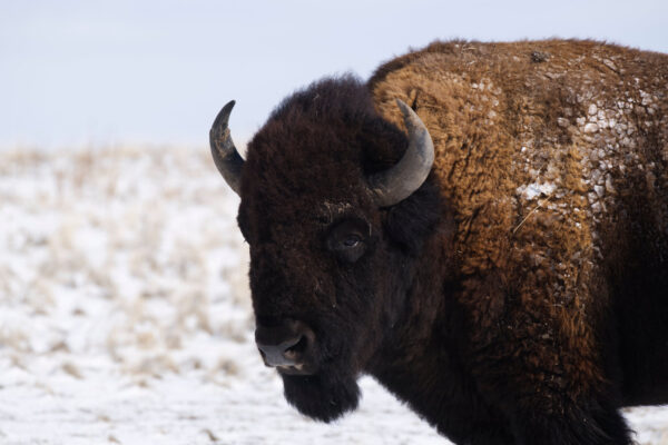 Snow Flecked Coat Bull Bison