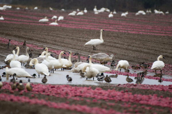 Swans and Wigeons in Red Potato Field Landscape