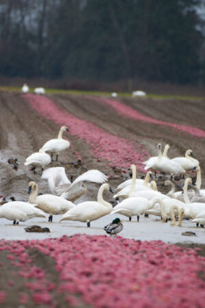 Swans and Wigeons in Red Potato Field Portrait