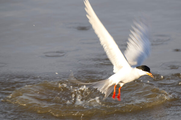 Common Tern Catching a Fish