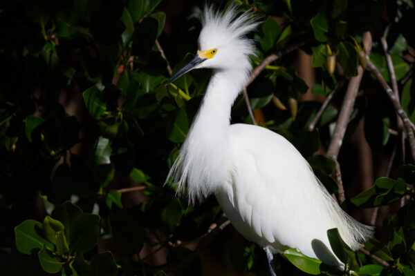 Feather Frizz Snowy Egret
