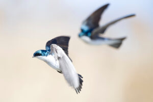 Tree Swallow Preparing for Landing