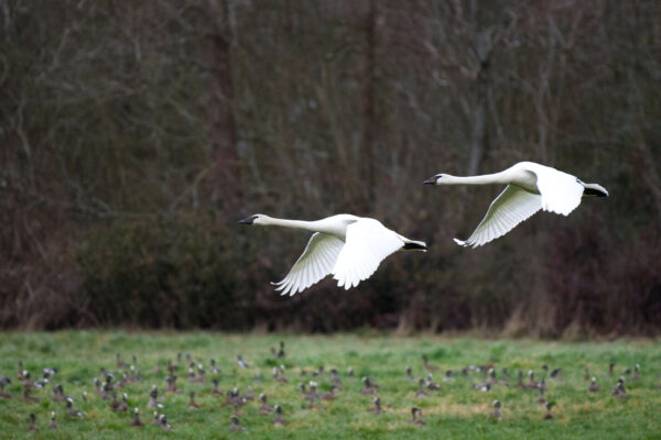 Trumpeter Swans Flying Over a Field of Wigeons