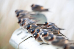 Cliff Swallows in Wind
