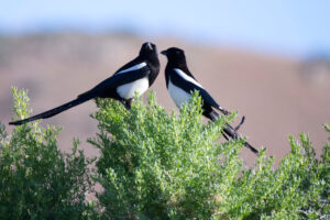 Magpie Siblings