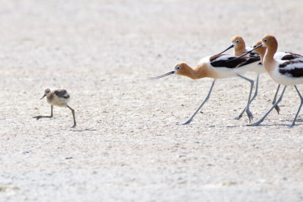 Avocet Chick Being Chased by the Mom Brigade