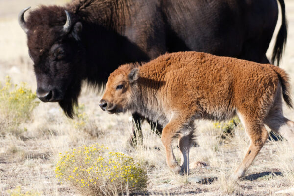 Bison Cow and Calf Strolling Through the Prairie