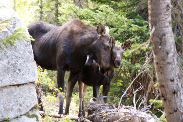 Moose Cow Nuzzling Calf