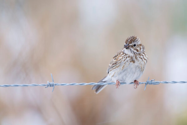 Song Sparrow on Barbed Wire