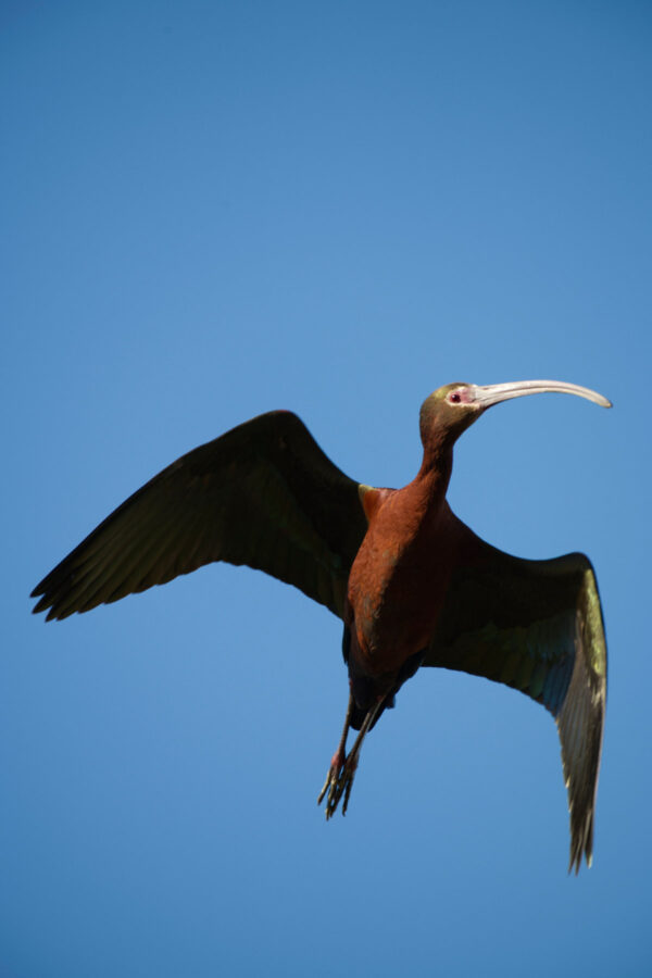 White Faced Ibis Flying With Blue Sky
