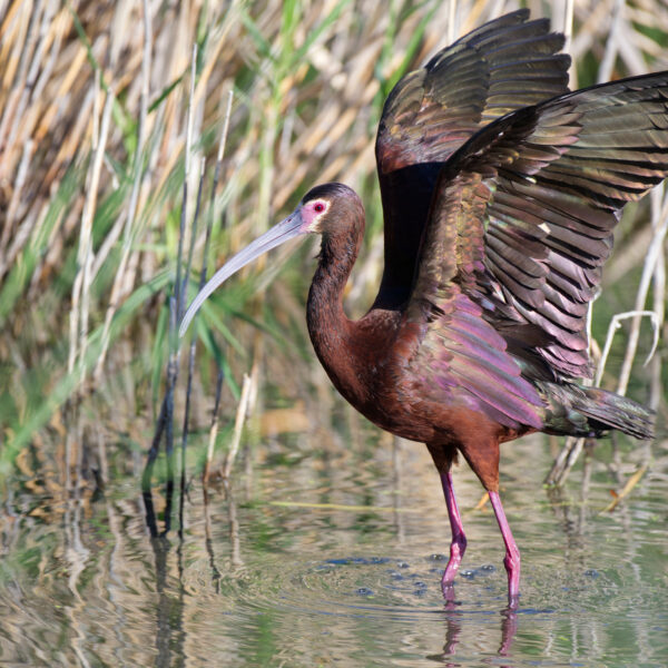 White Faced Ibis Showing off Its Iridescence