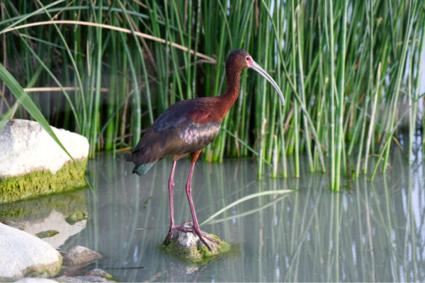 White Faced Ibis Standing in Marsh