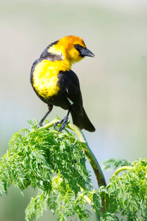 Yellow Headed Black Bird on a Plant
